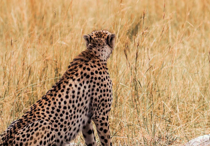 image of cheetah in African grass