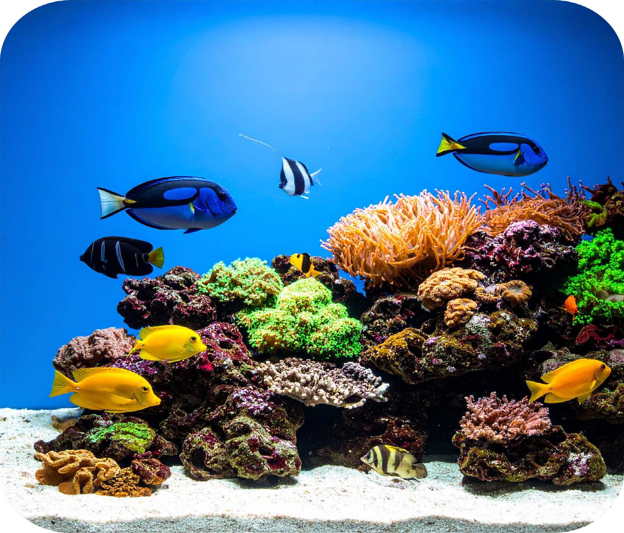 image of variety of fish swimming in aquarium