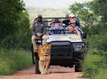 image of a guided wildlife tour in a natural habitat, showcasing a close interaction between tourists and a large feline