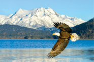 Travel Consultants for Alaska